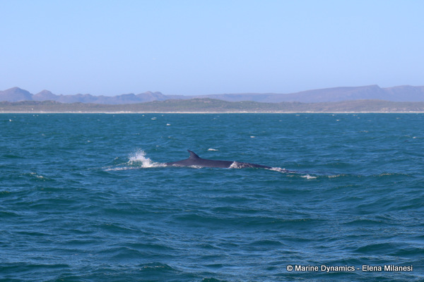 Bryde's Whale, South Africa 